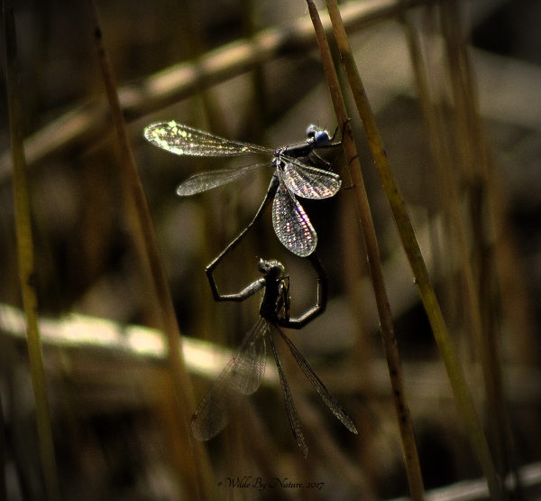 Photo of Lestes congener by <a href="https://wildebynature.com">David Wilde</a>